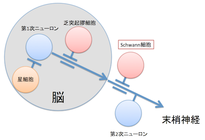 聴神経腫瘍/聴神経鞘腫とは？MRI画像診断のポイントは？